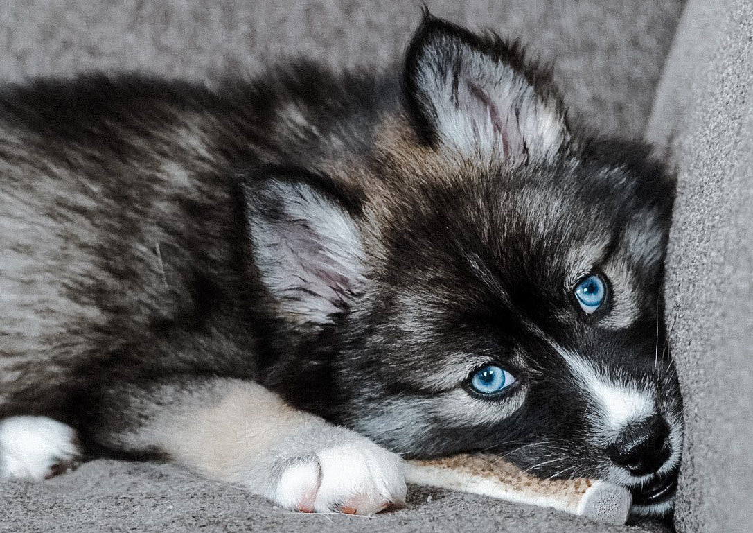 Bulldog Puppies: Health and Care Guide